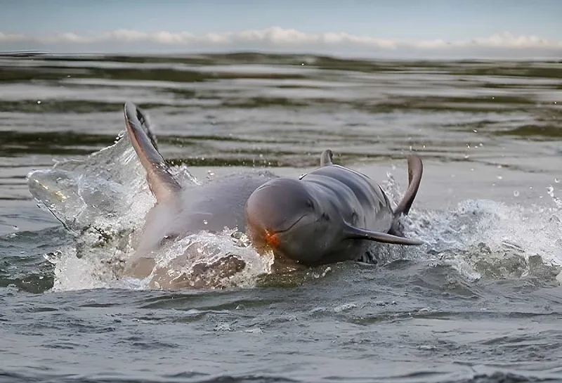 Encounter the Irrawaddy Dolphins