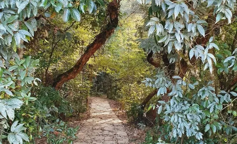 Mawphlang Sacred Forest