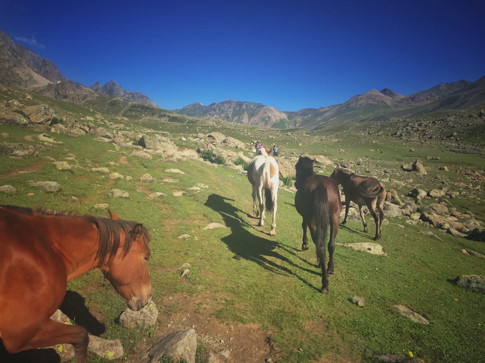 Mountain scenic horses on the Kashmir Great Lakes group trip with One in the Orange Jacket.