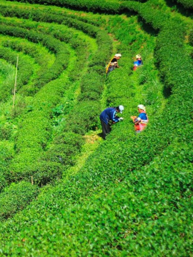 7 Best Assam Tea Plantations to Explore