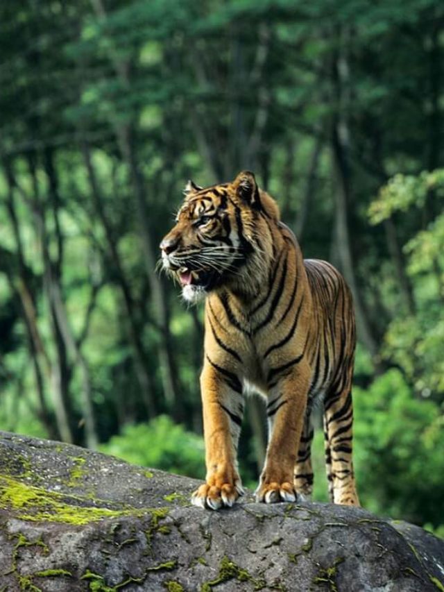 7 Best Wildlife Sanctuaries in Arunachal Pradesh