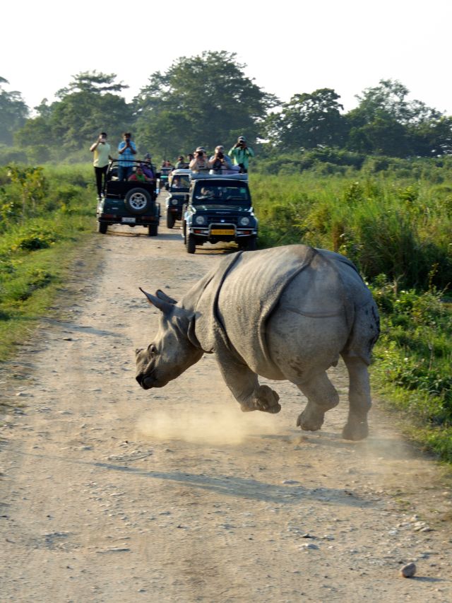 7 Best Assam National Parks for Nature Lovers