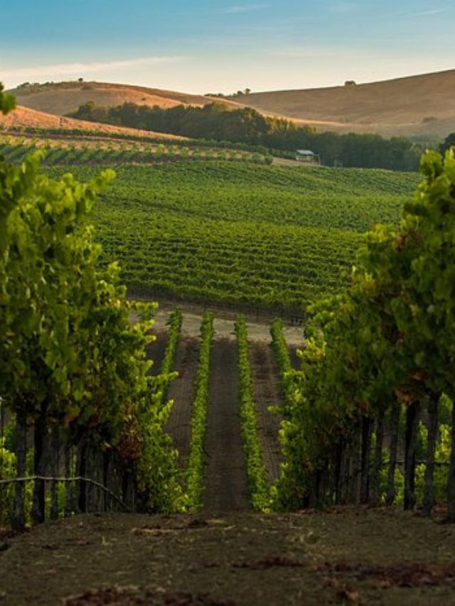 7 Best Wineries in California’s Wine Country