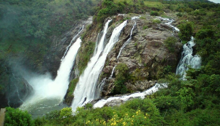 Meghalaya Wildlife