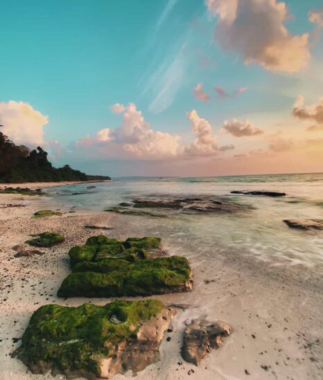 Coral Garden