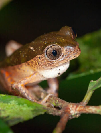 Monkey frog Tambopata