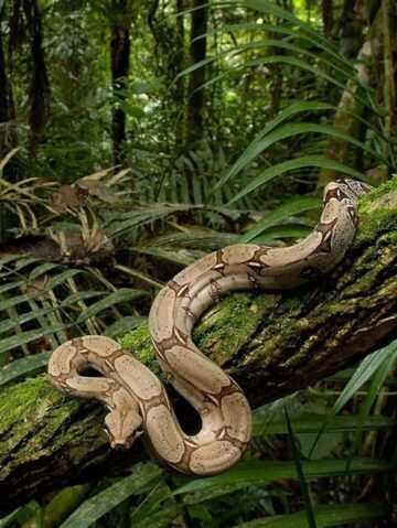 Amazon jungle Tambopata