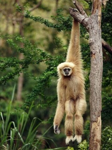 Amazon lodge