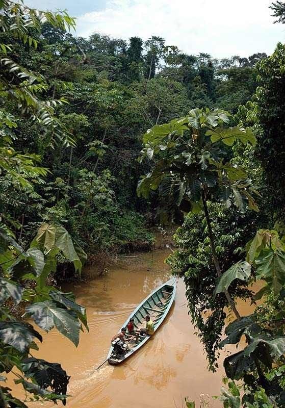 Amazon wildlife