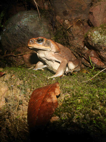 Tambopata National Reserve