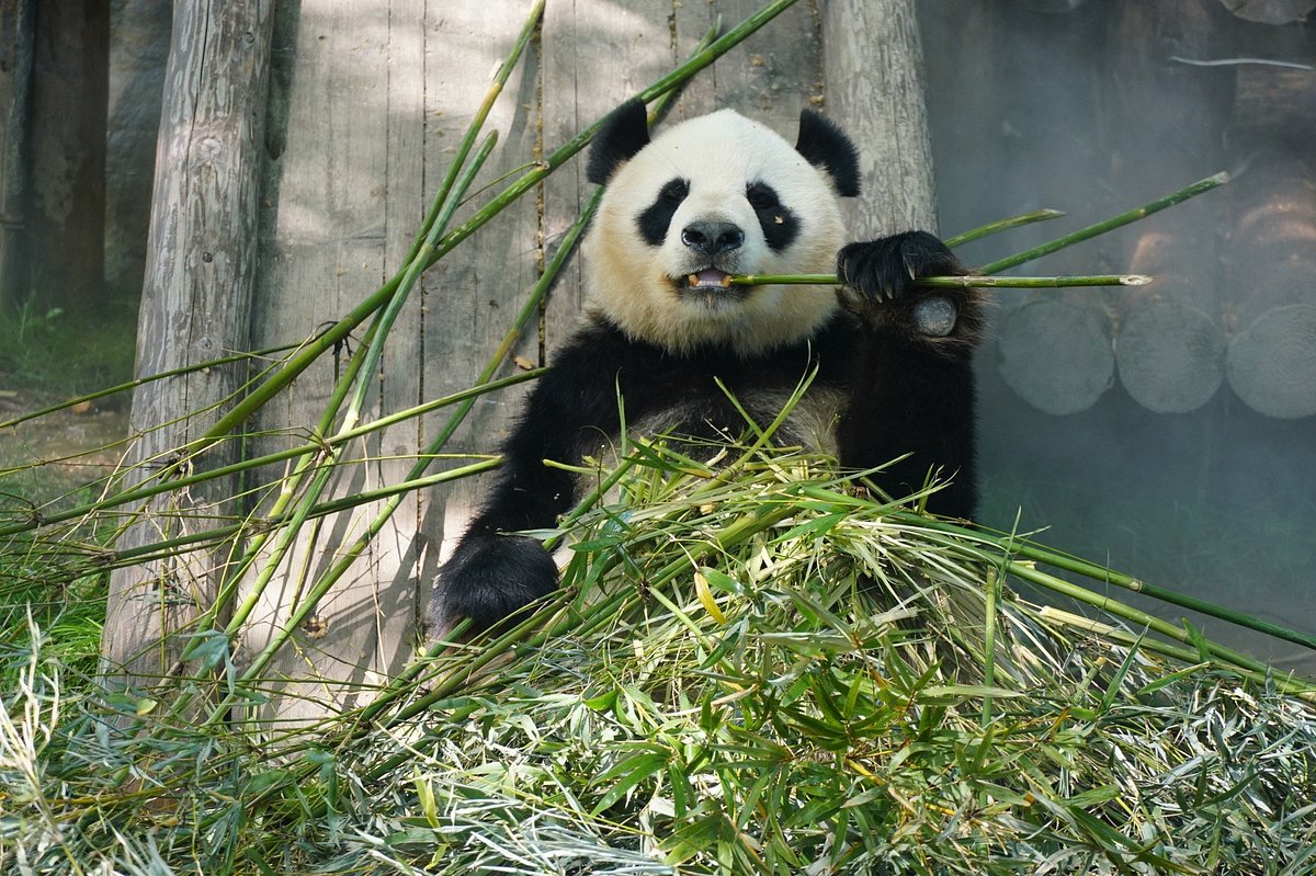 China, Day 10: PANDA SELFIES & VENICE OF SHANGHAI (photo 1 of 3)
