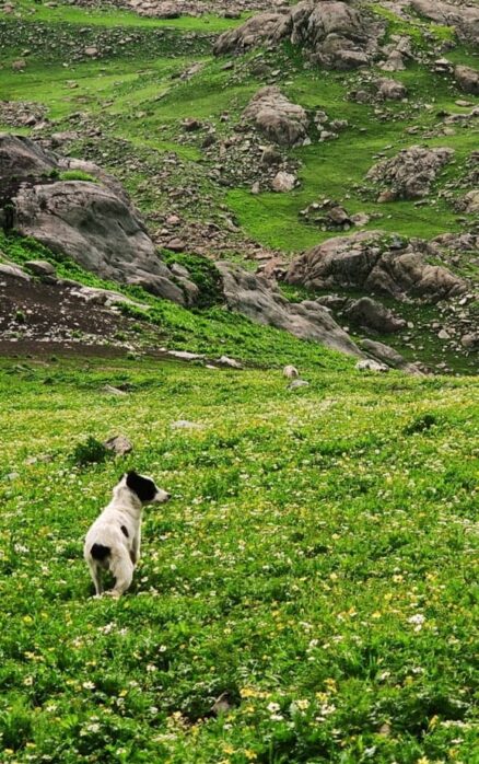 Alpine trail