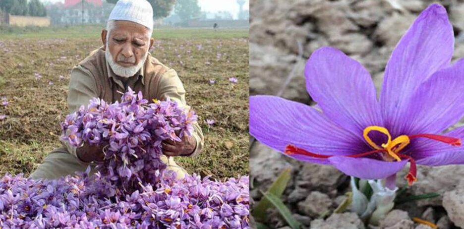 Kashmir Day 2