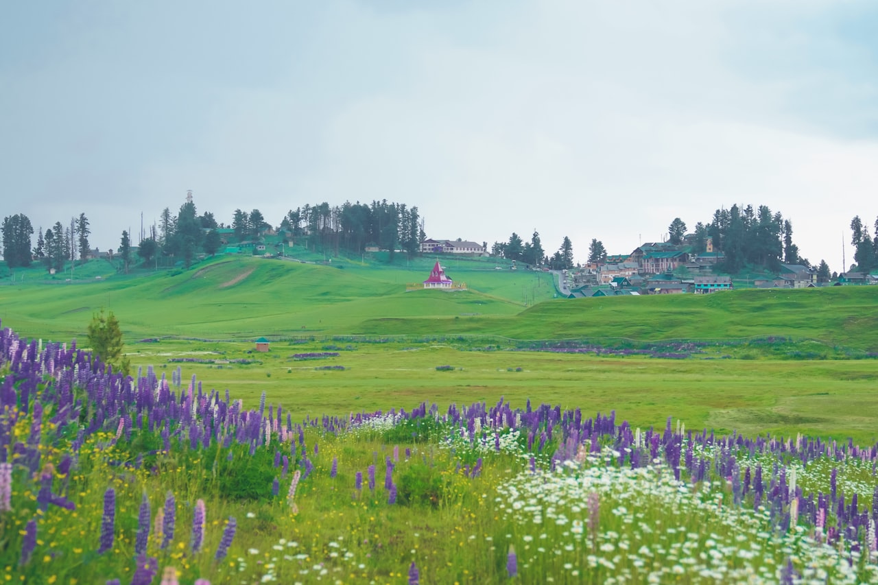 Gulmarg wildflowers