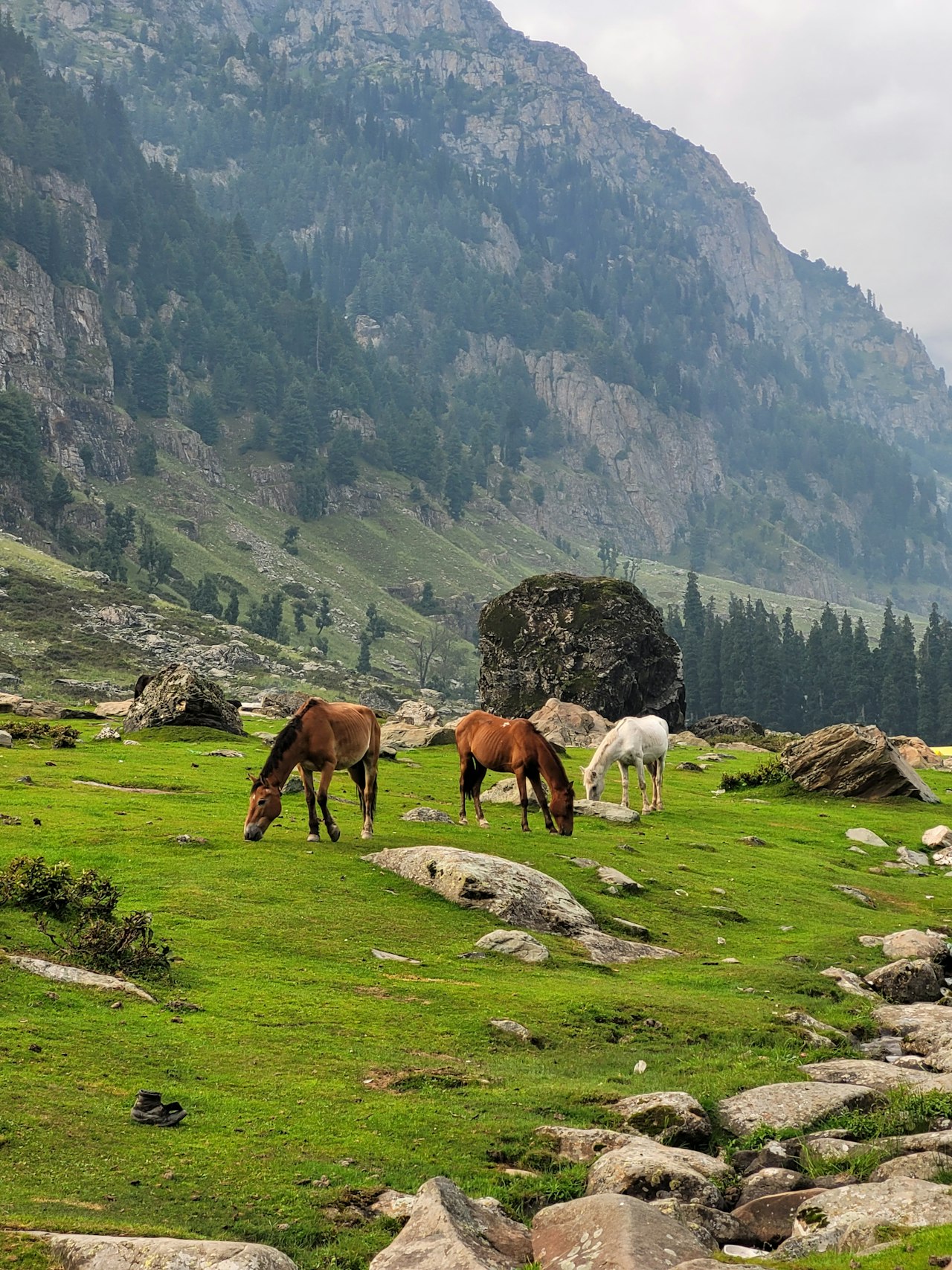 Gulmarg horses