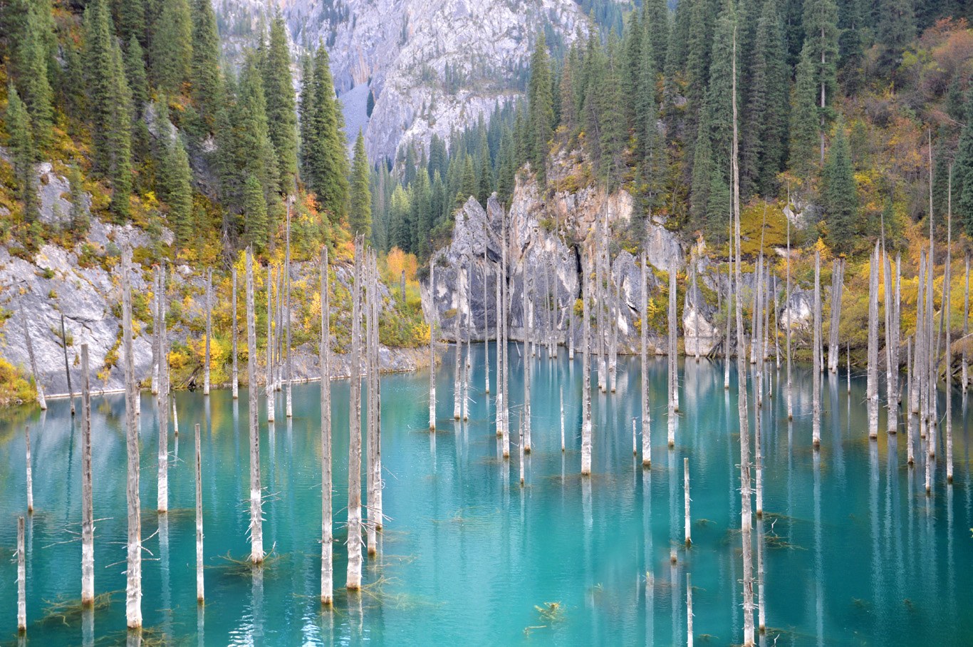 The sunken spruce forest of Kaindy Lake