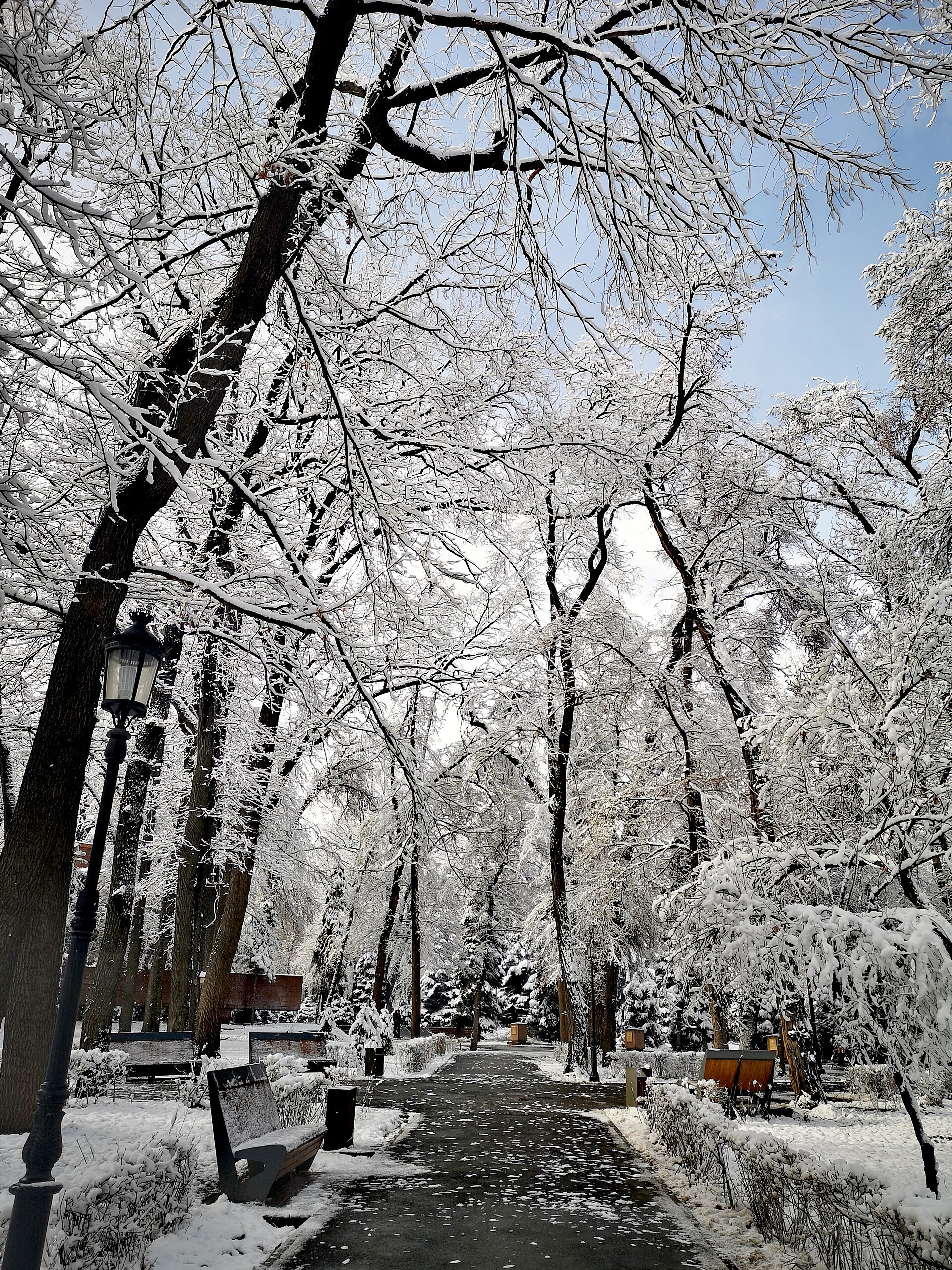 Snow-laced Almaty park trees on a farewell morning