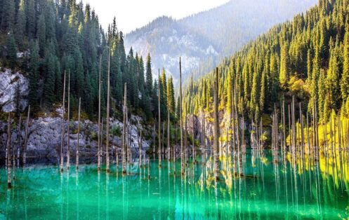 The drowned forest at Kaindy Lake, spruce trunks standing in the water