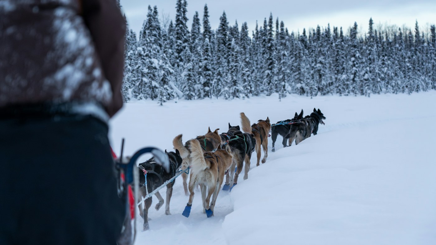 Sled team through winter forest
