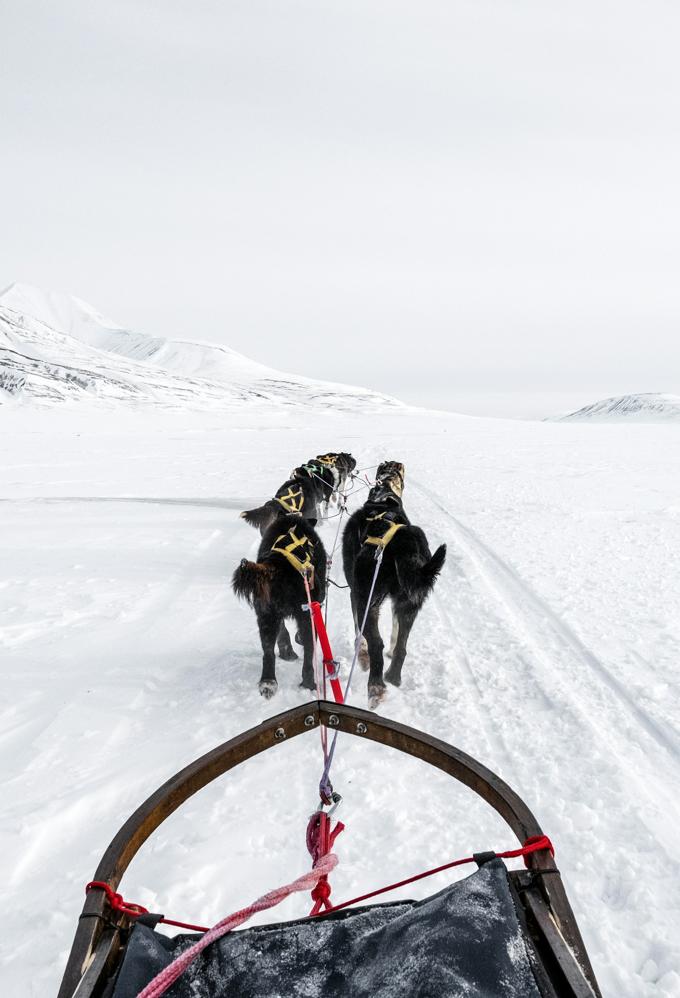 View from the sled