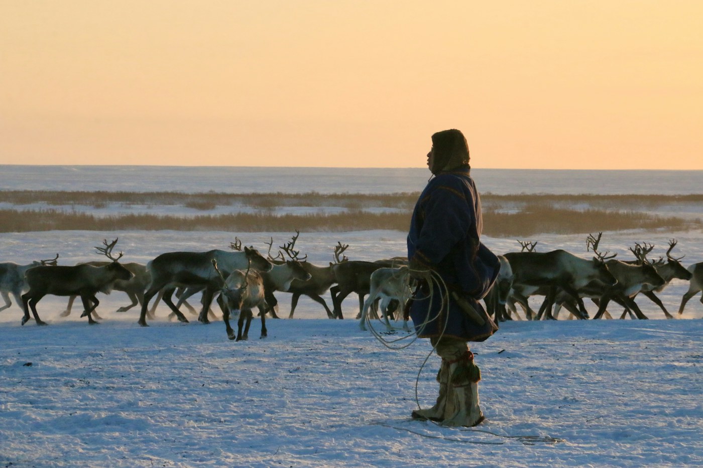 Herder with reindeer at sunset