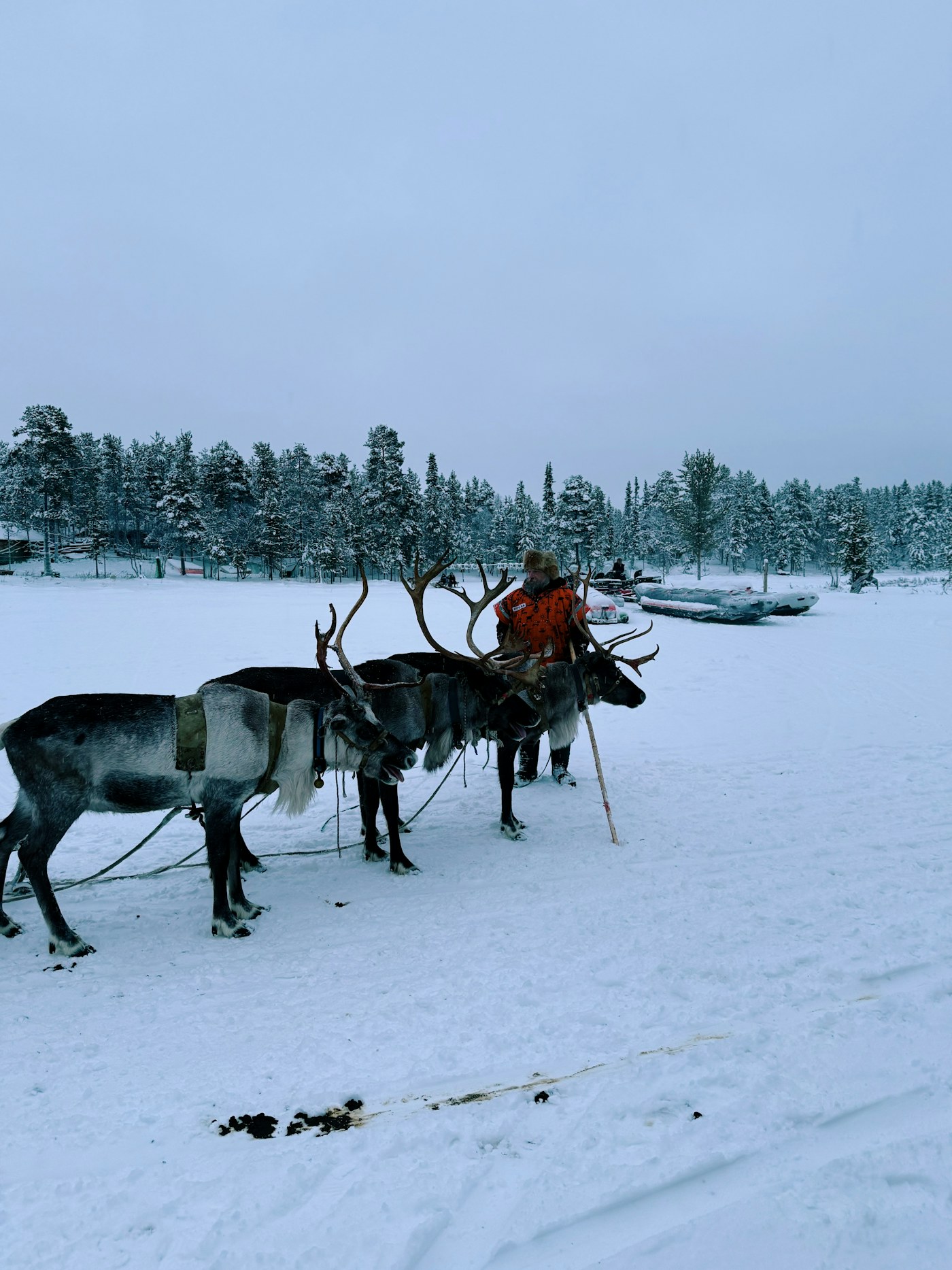 Reindeer in the snow