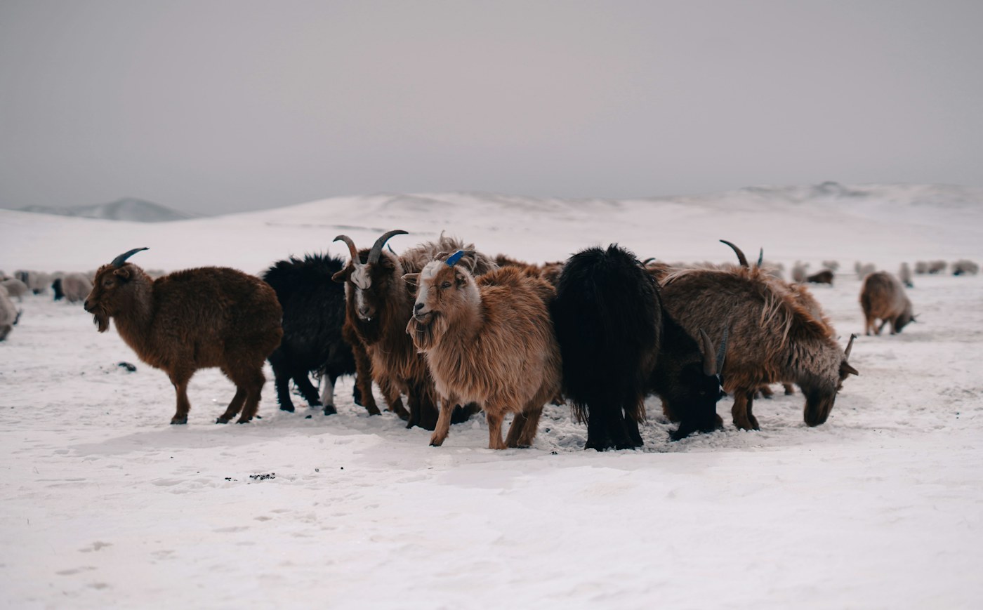 Herd on the snow