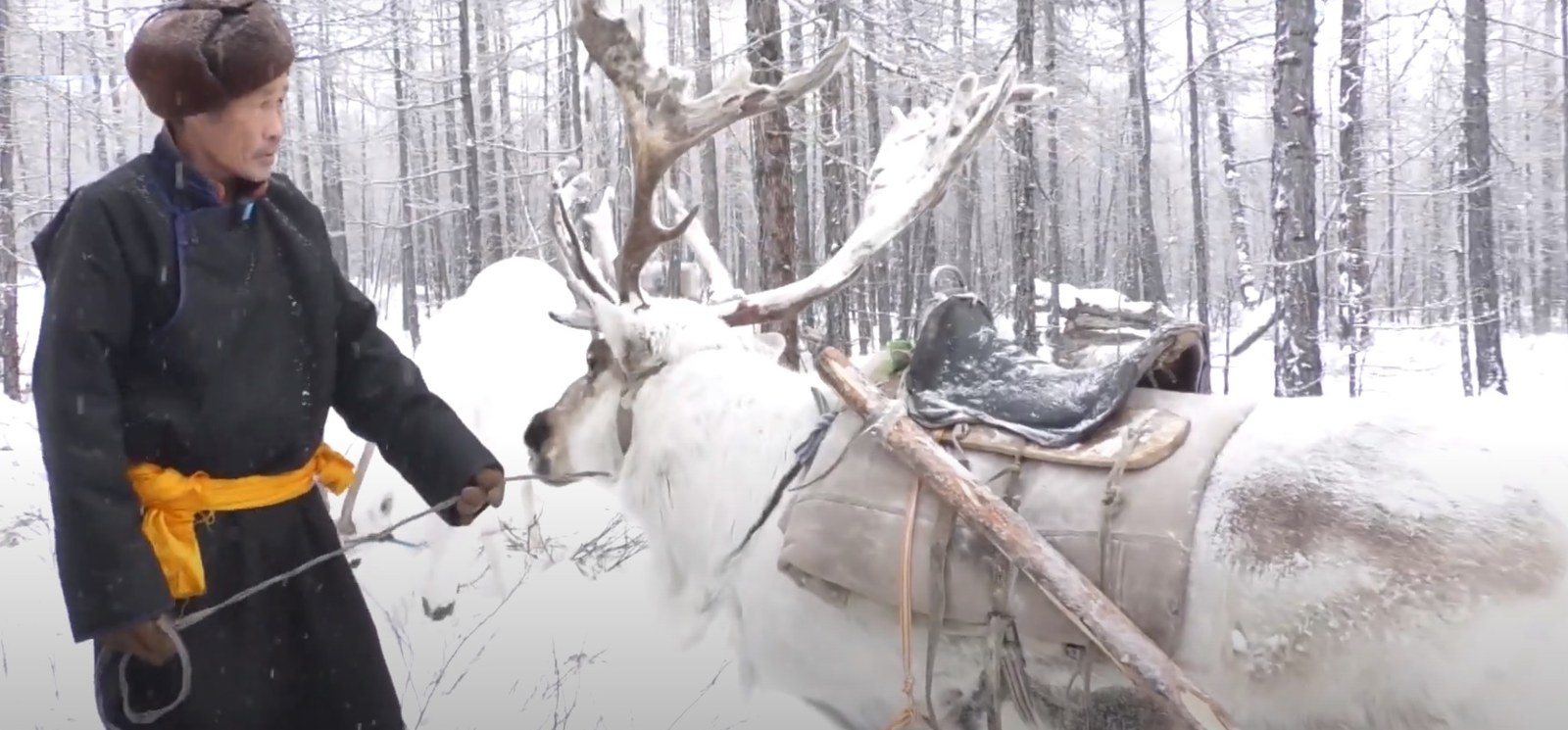 Tsaatan herder leading a saddled reindeer through snowy forest