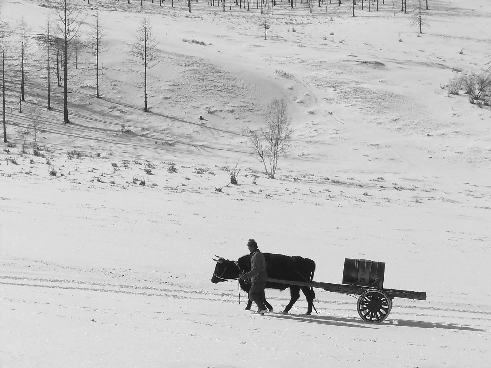 Ox cart on a snowy slope in Gorkhi-Terelj