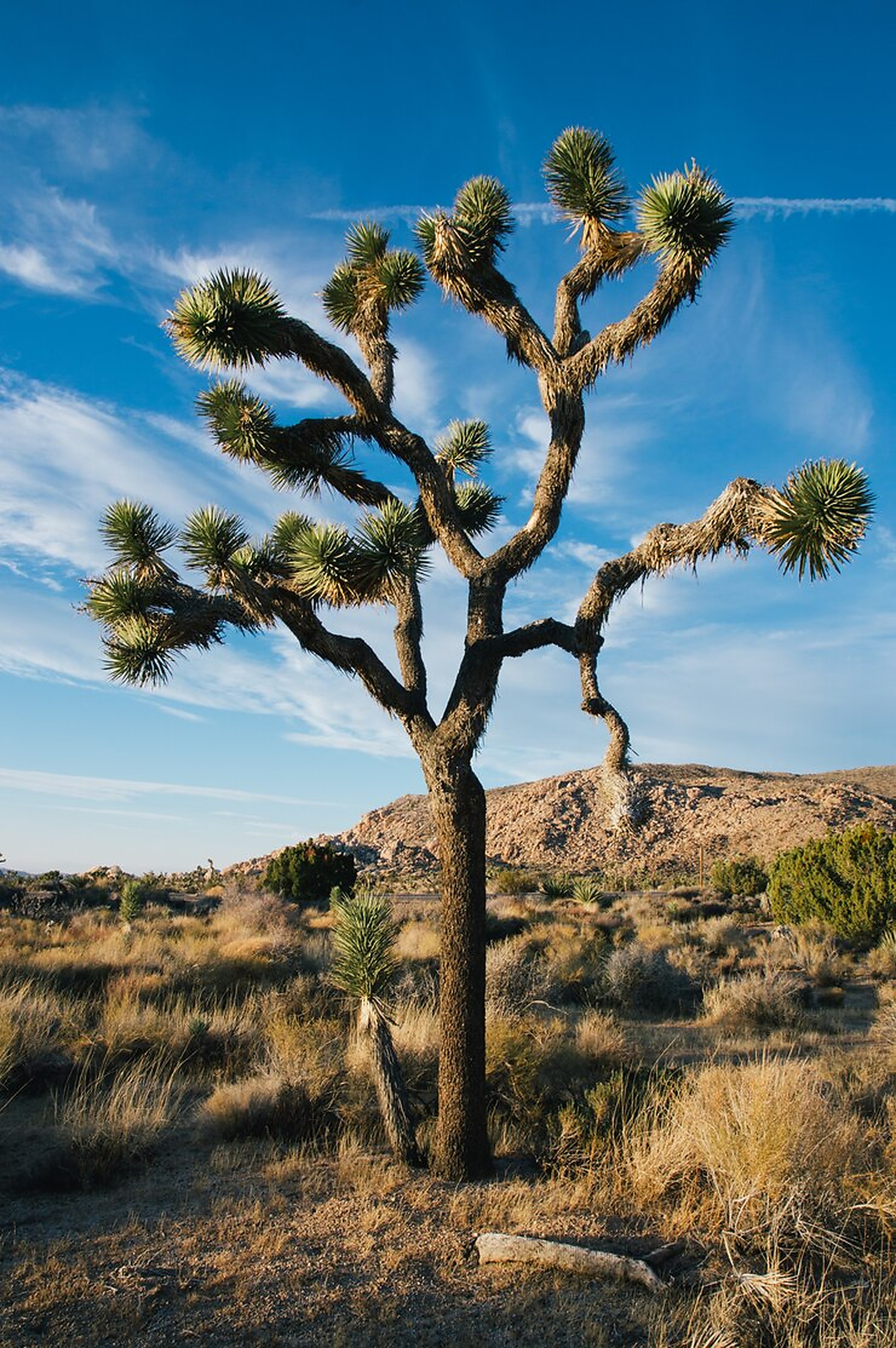 Desert landscape