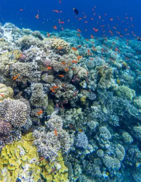 Red Sea diving, Egypt Day 12