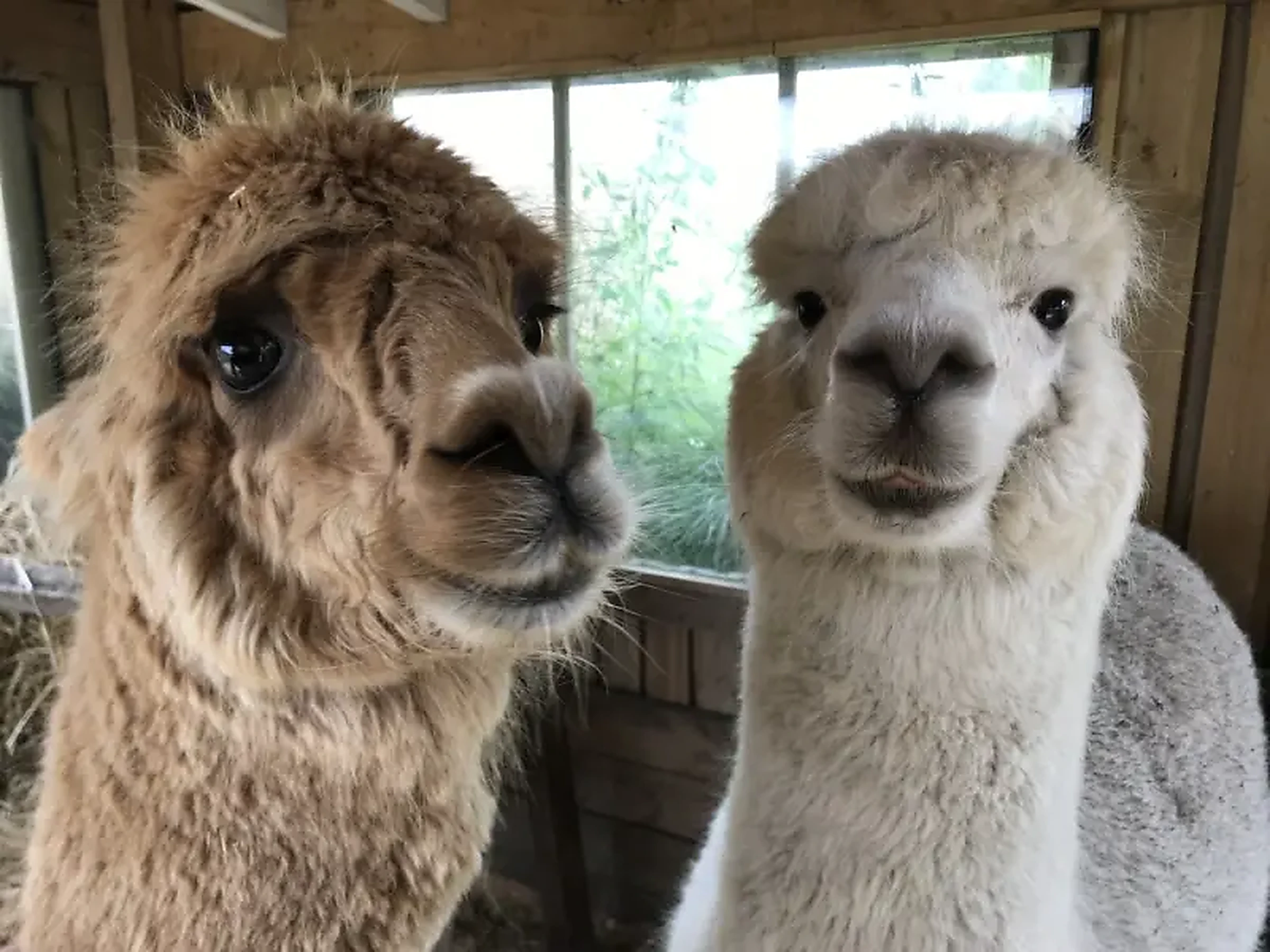 Willowbank alpaca