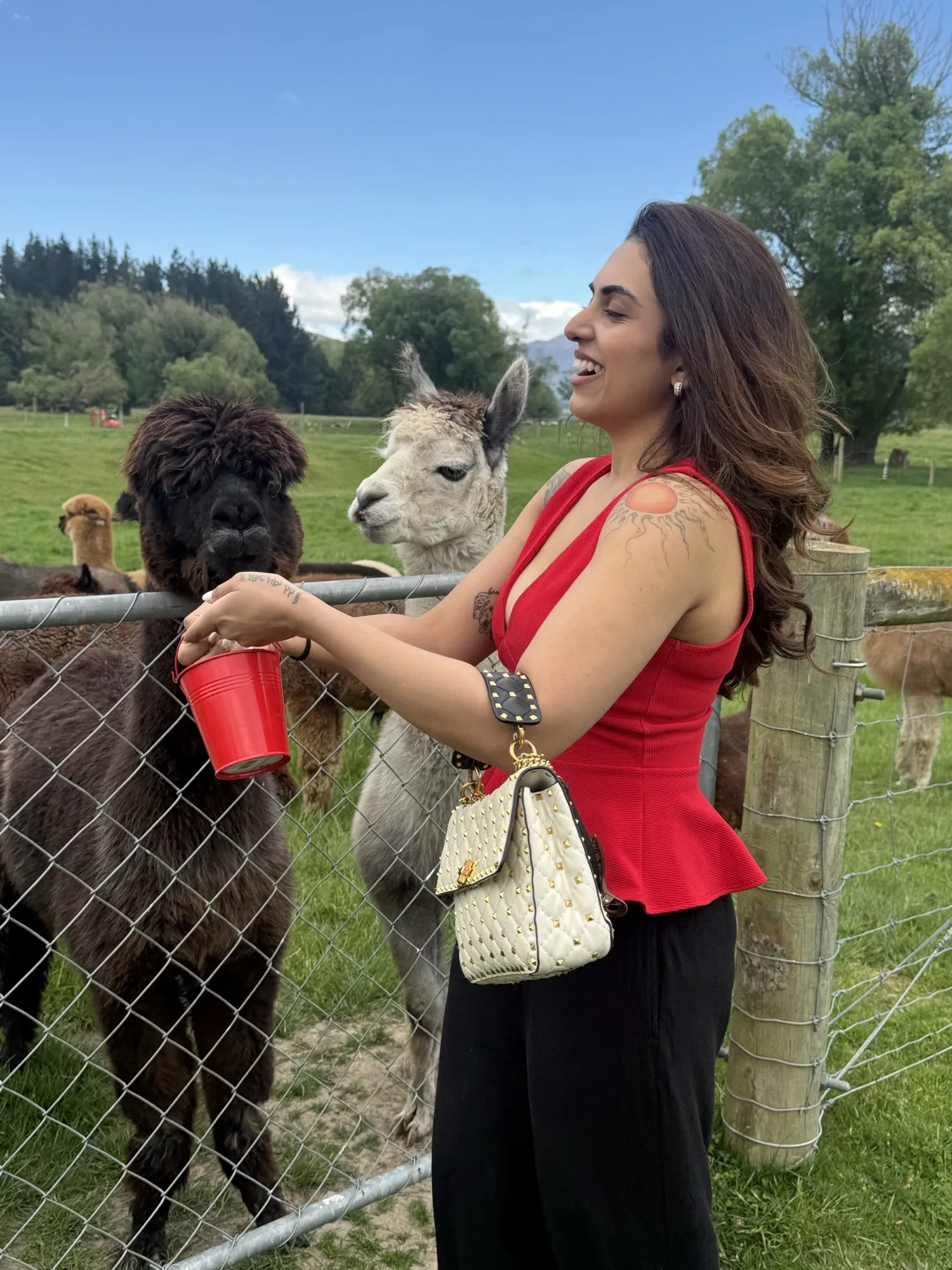 New zealand day 10 candid animal feeding alpacas farm