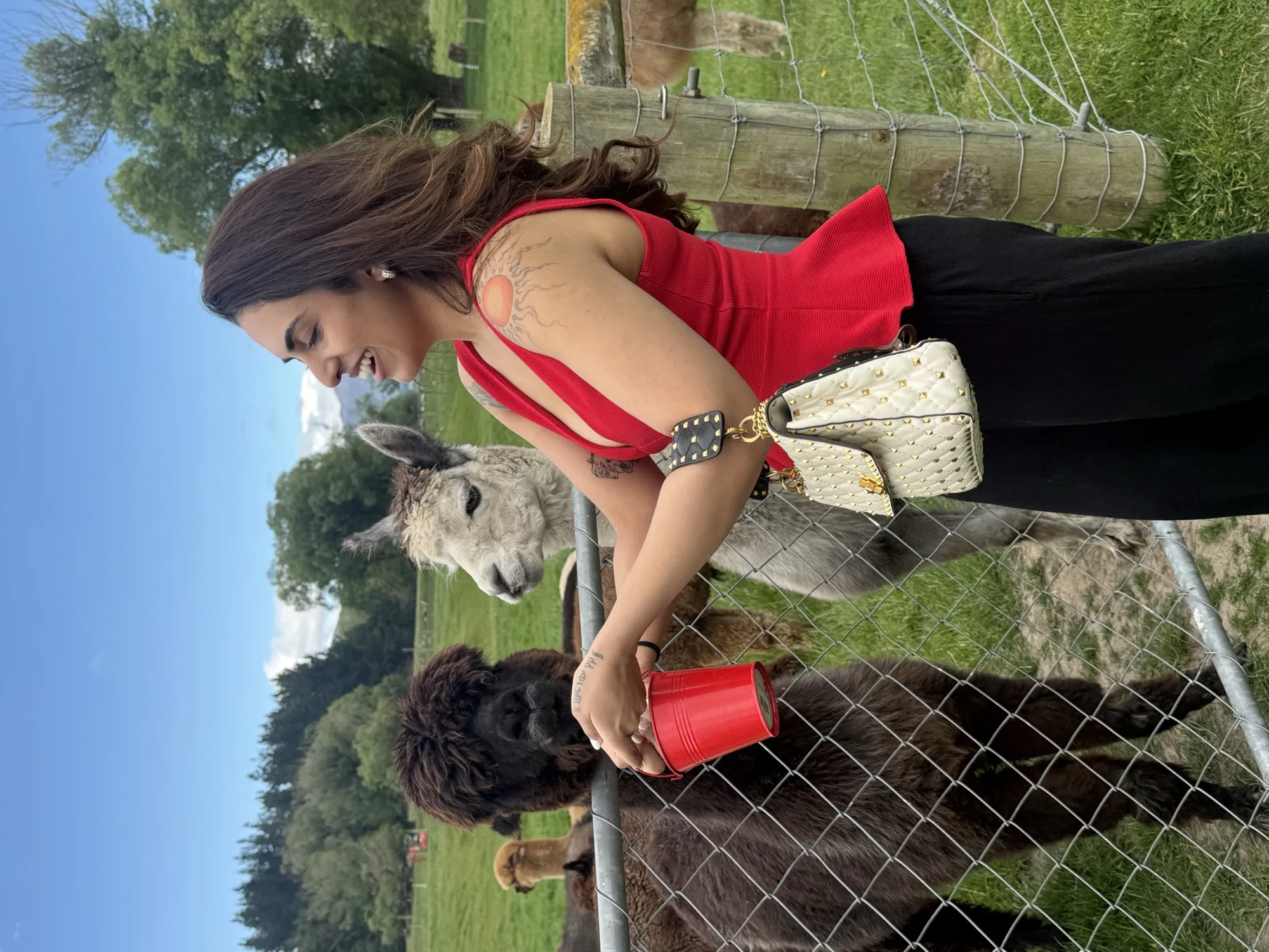 New zealand day 10 candid animal feeding alpacas farm