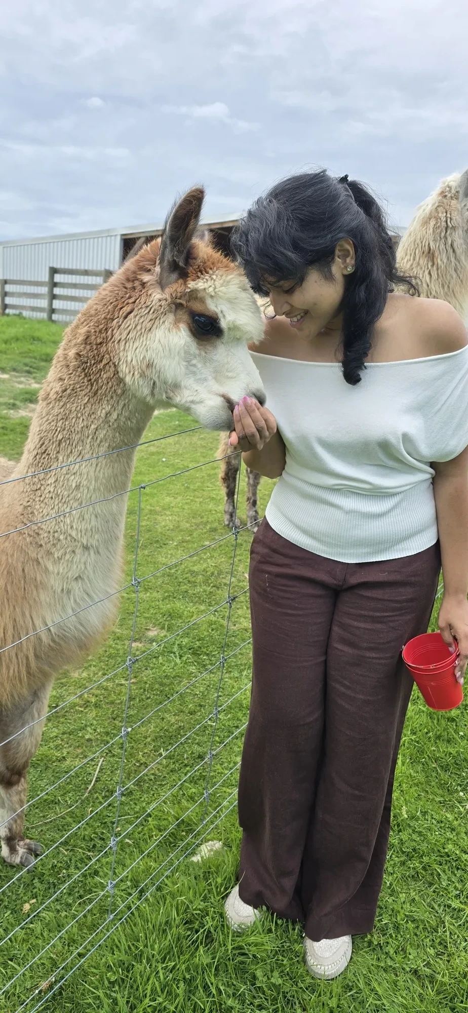 New zealand day 10 candid animal feeds alpaca gentle 20251110 111550
