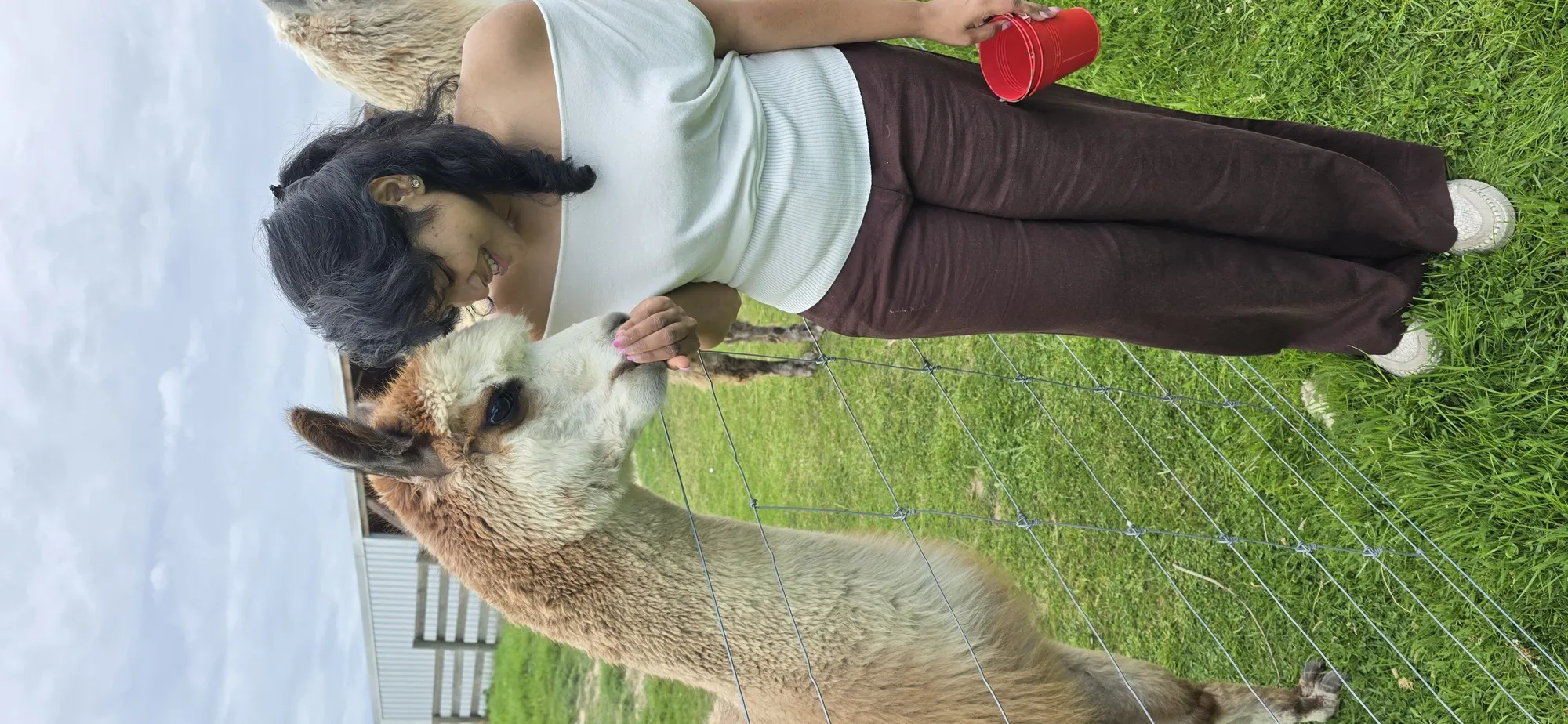 New zealand day 10 candid animal feeds alpaca gentle 20251110 111550