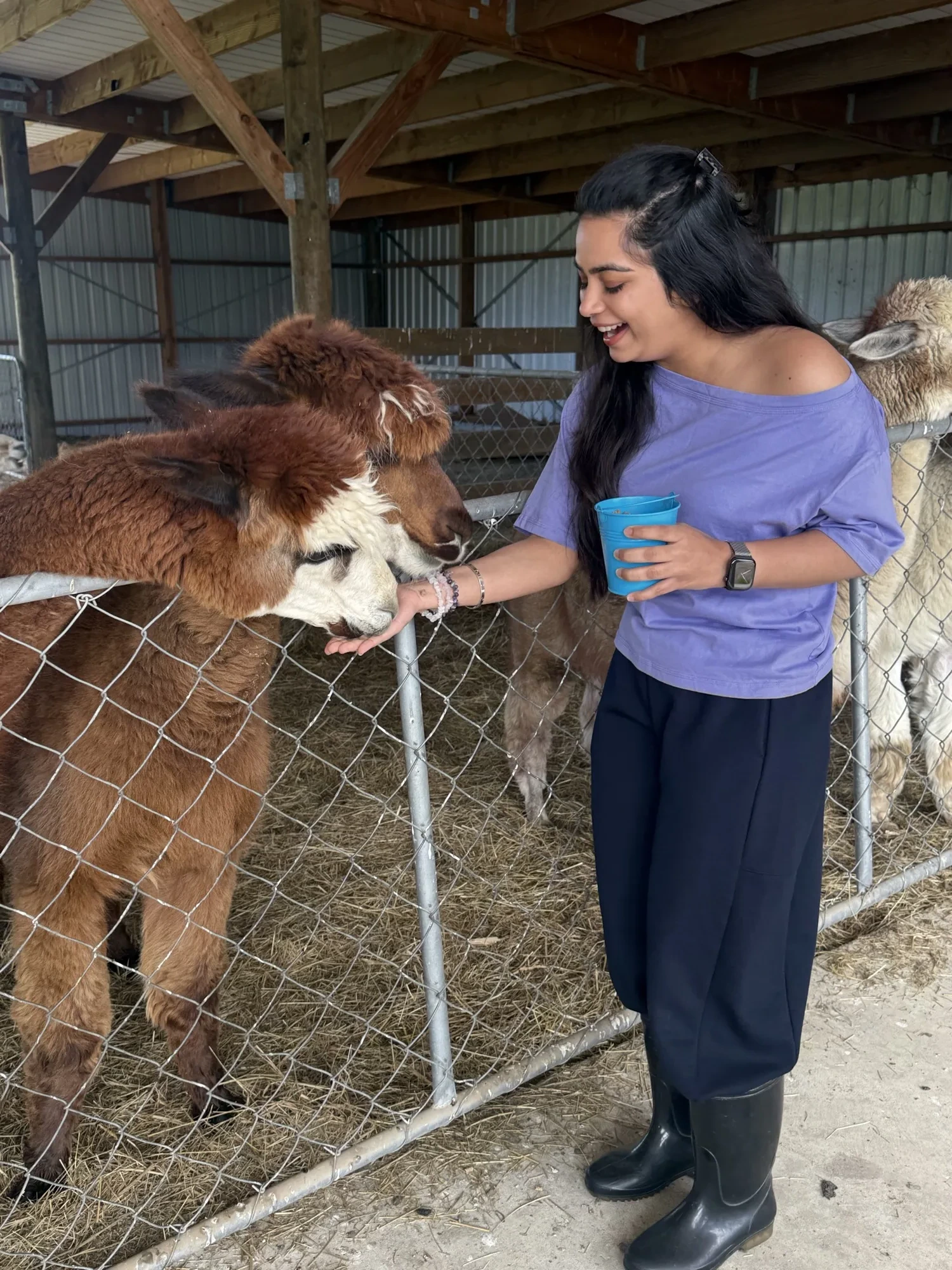 New zealand day 10 candid animal feeds alpacas charming