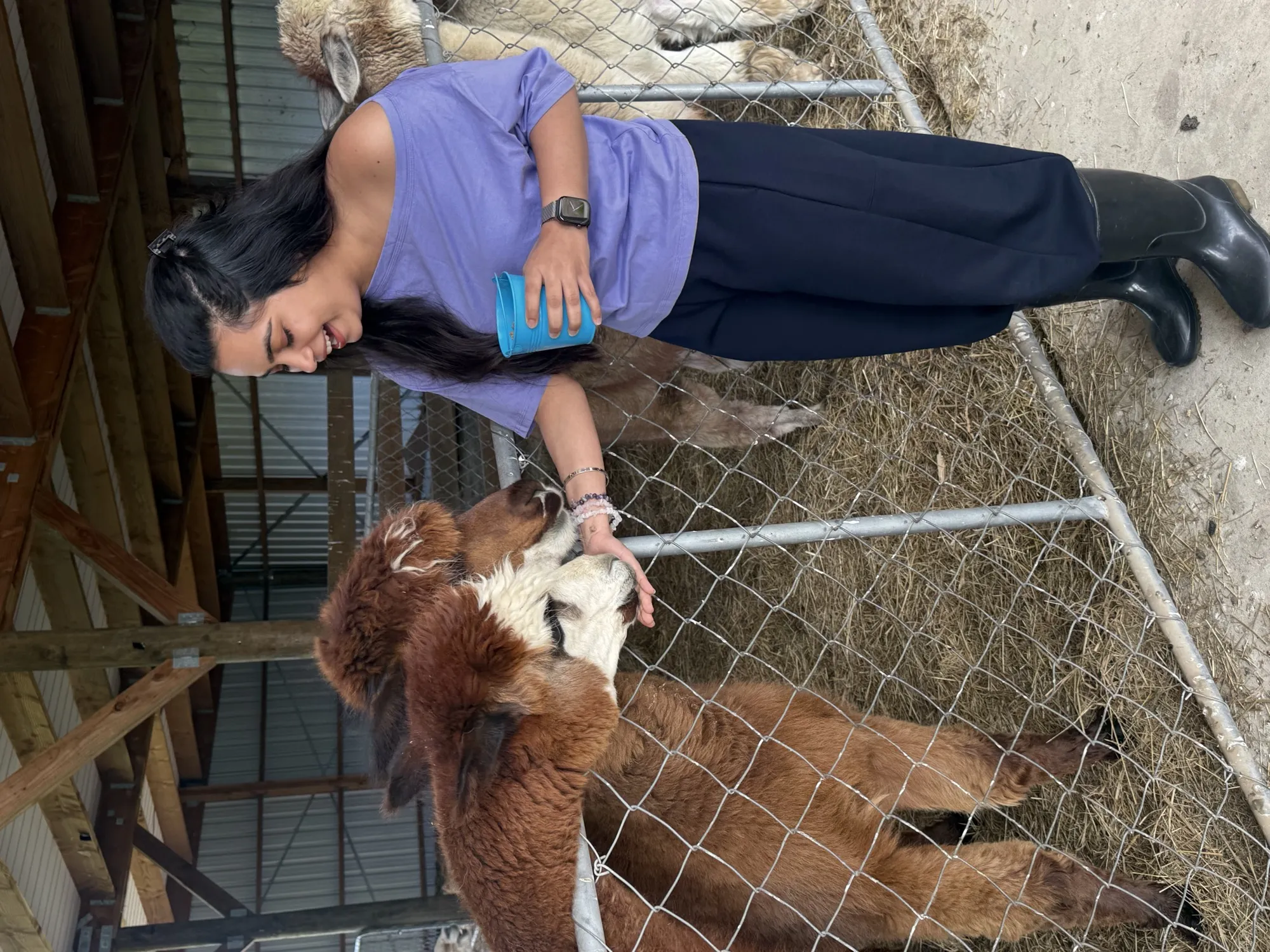 New zealand day 10 candid animal feeds alpacas charming