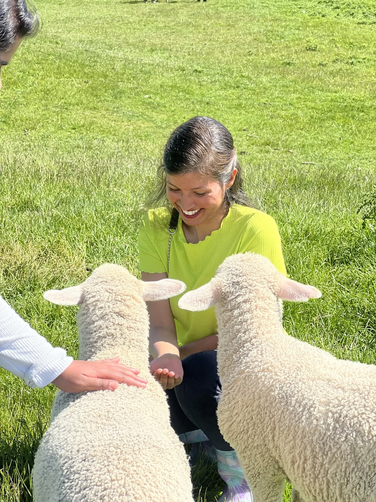 New zealand day 10 group candid joyful interaction sheep