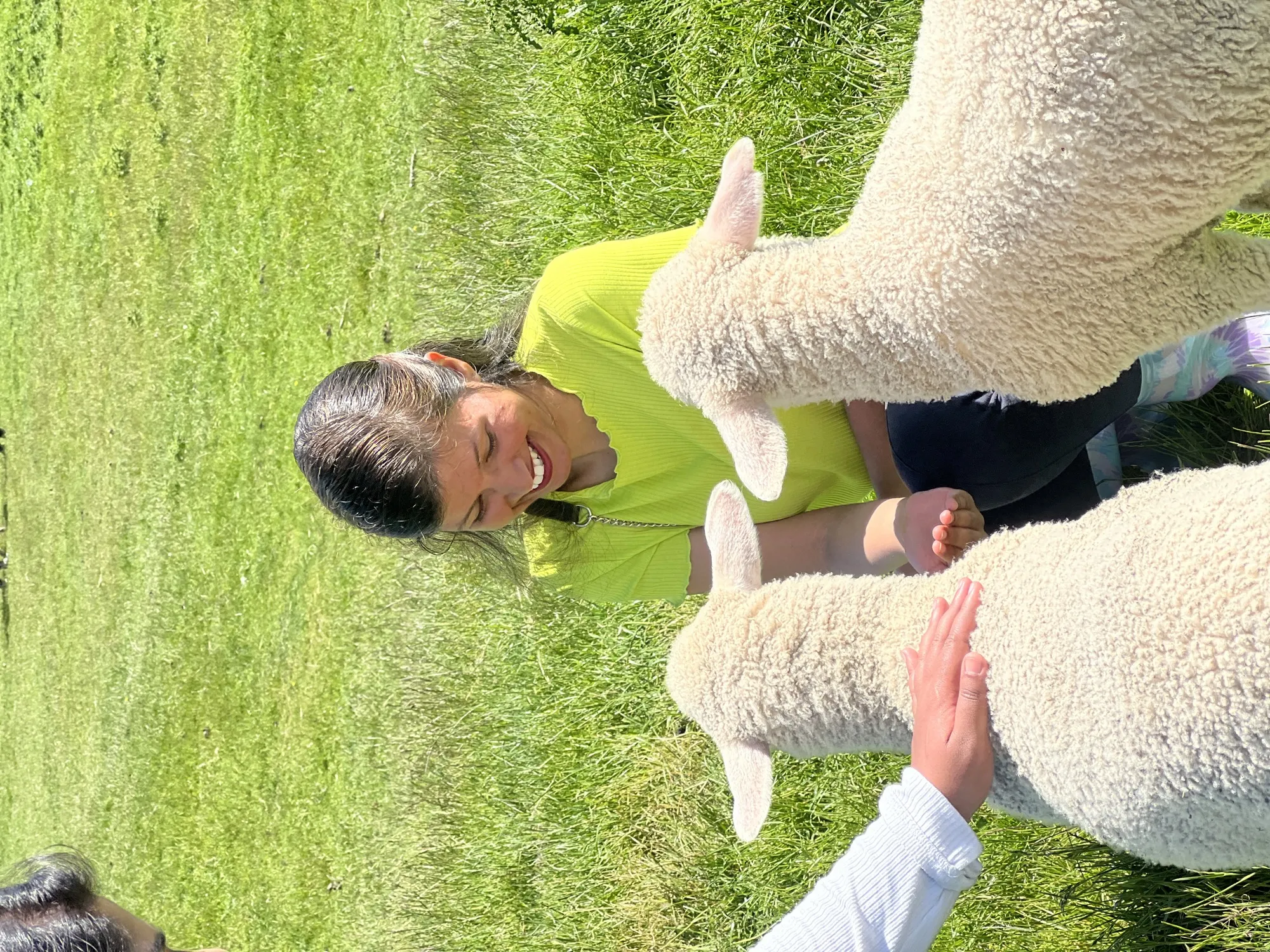 New zealand day 10 group candid joyful interaction sheep