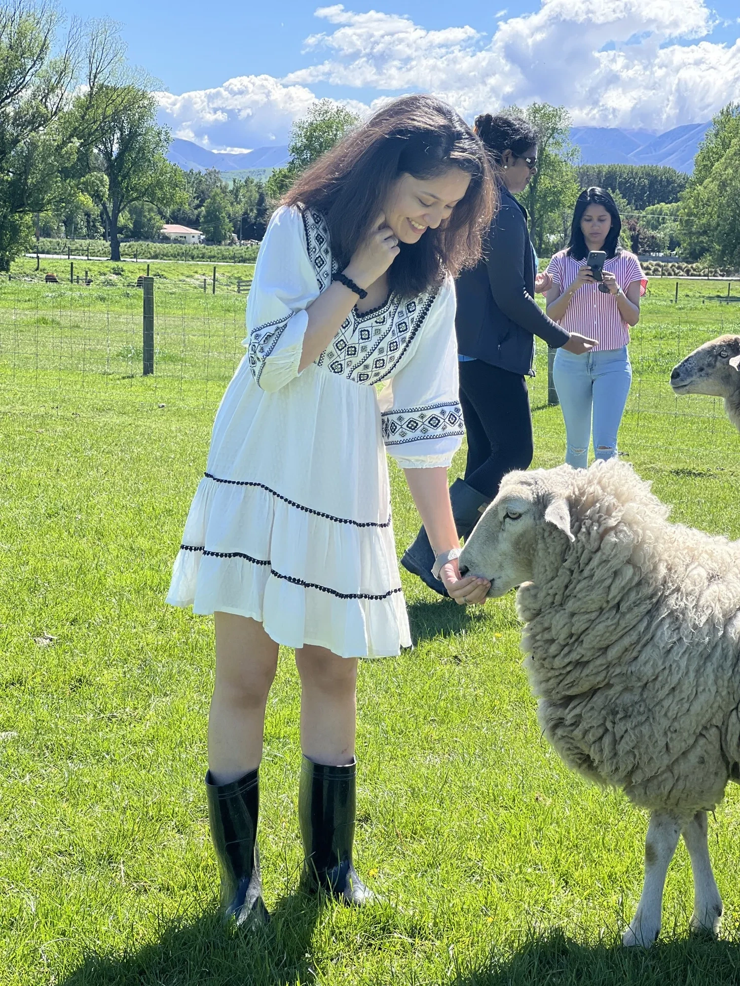 New zealand day 10 group landscape feeds sheep scenic