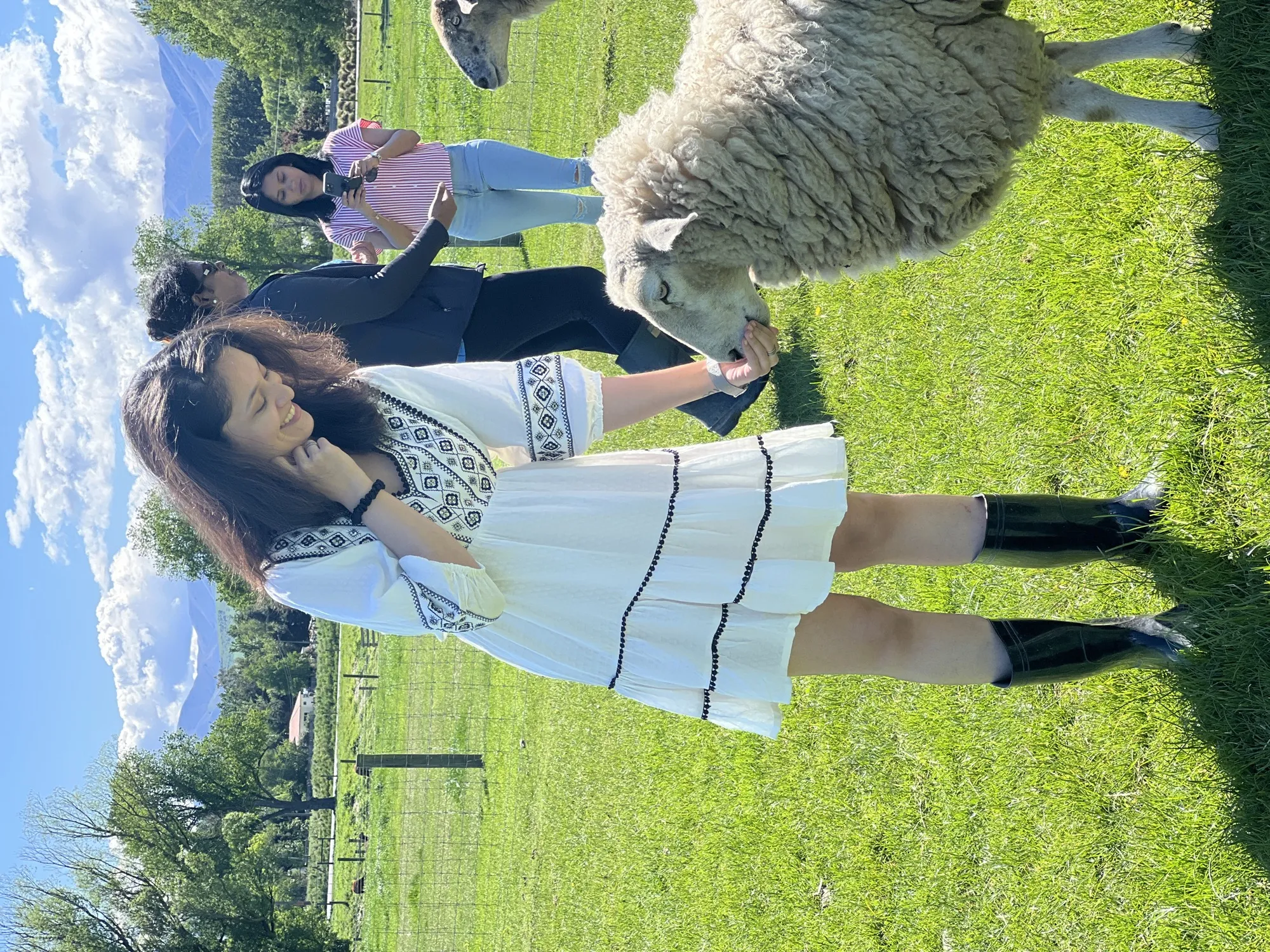 New zealand day 10 group landscape feeds sheep scenic