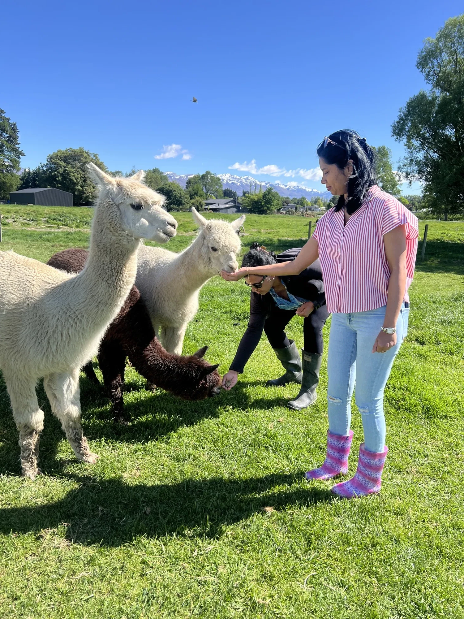 New zealand day 10 group scenery feeding alpacas scenic
