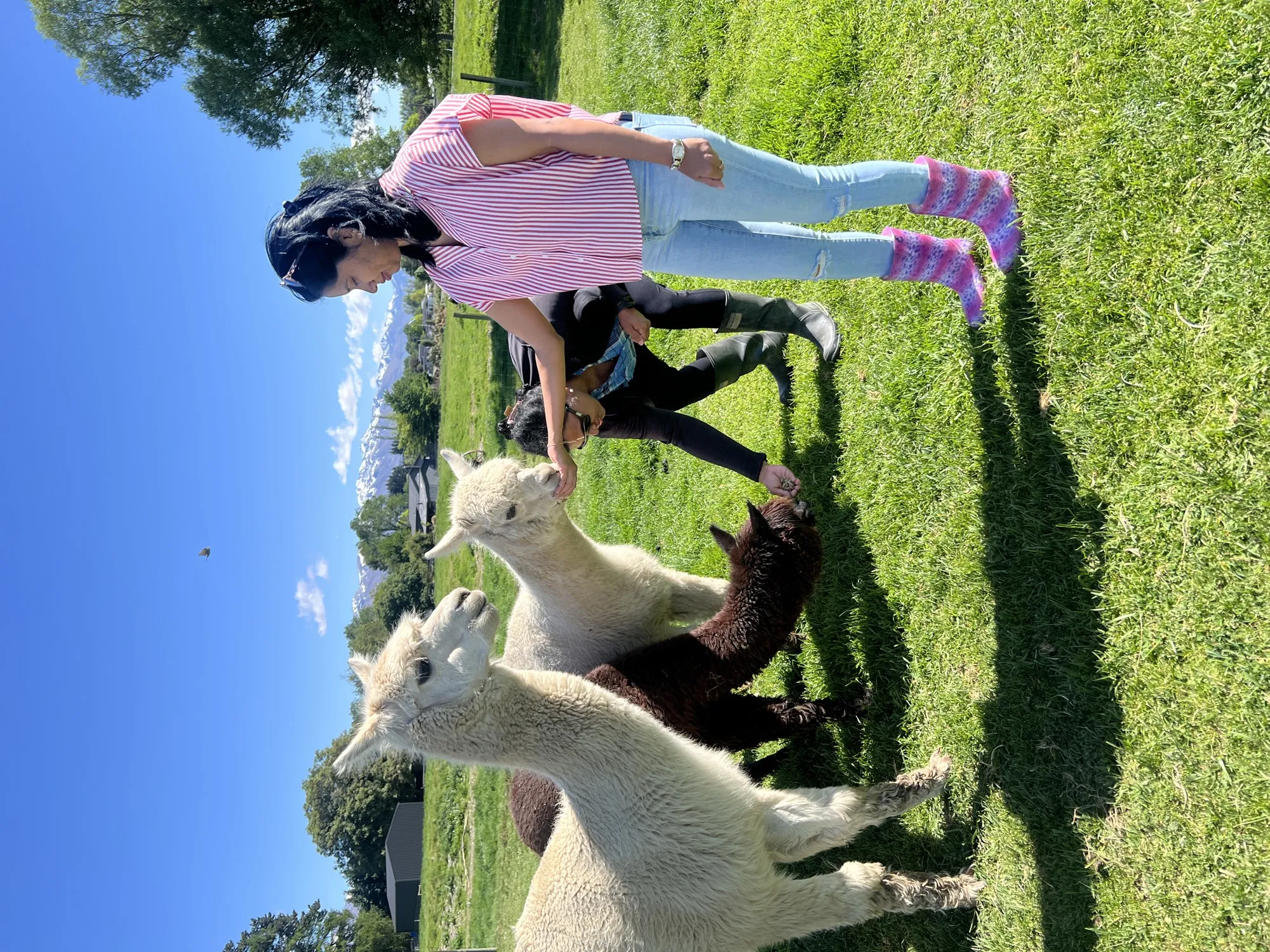 New zealand day 10 group scenery feeding alpacas scenic