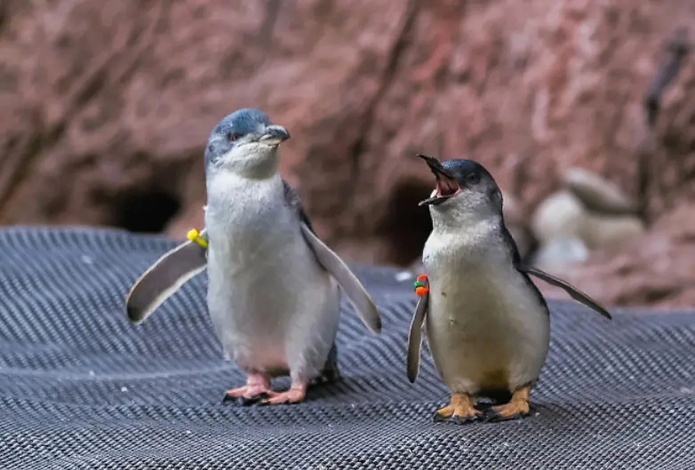 International Antarctic Centre