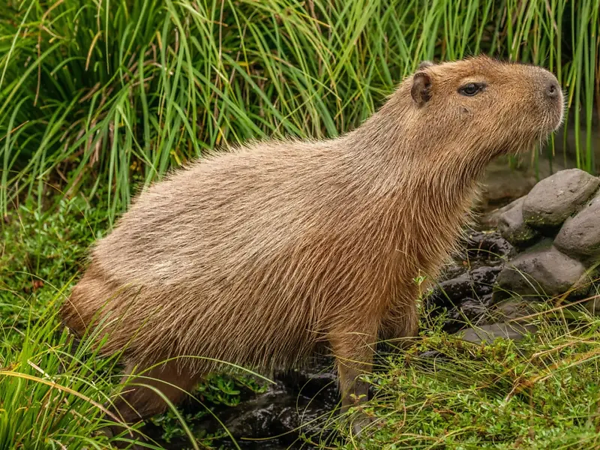Christchurch wildlife capybara
