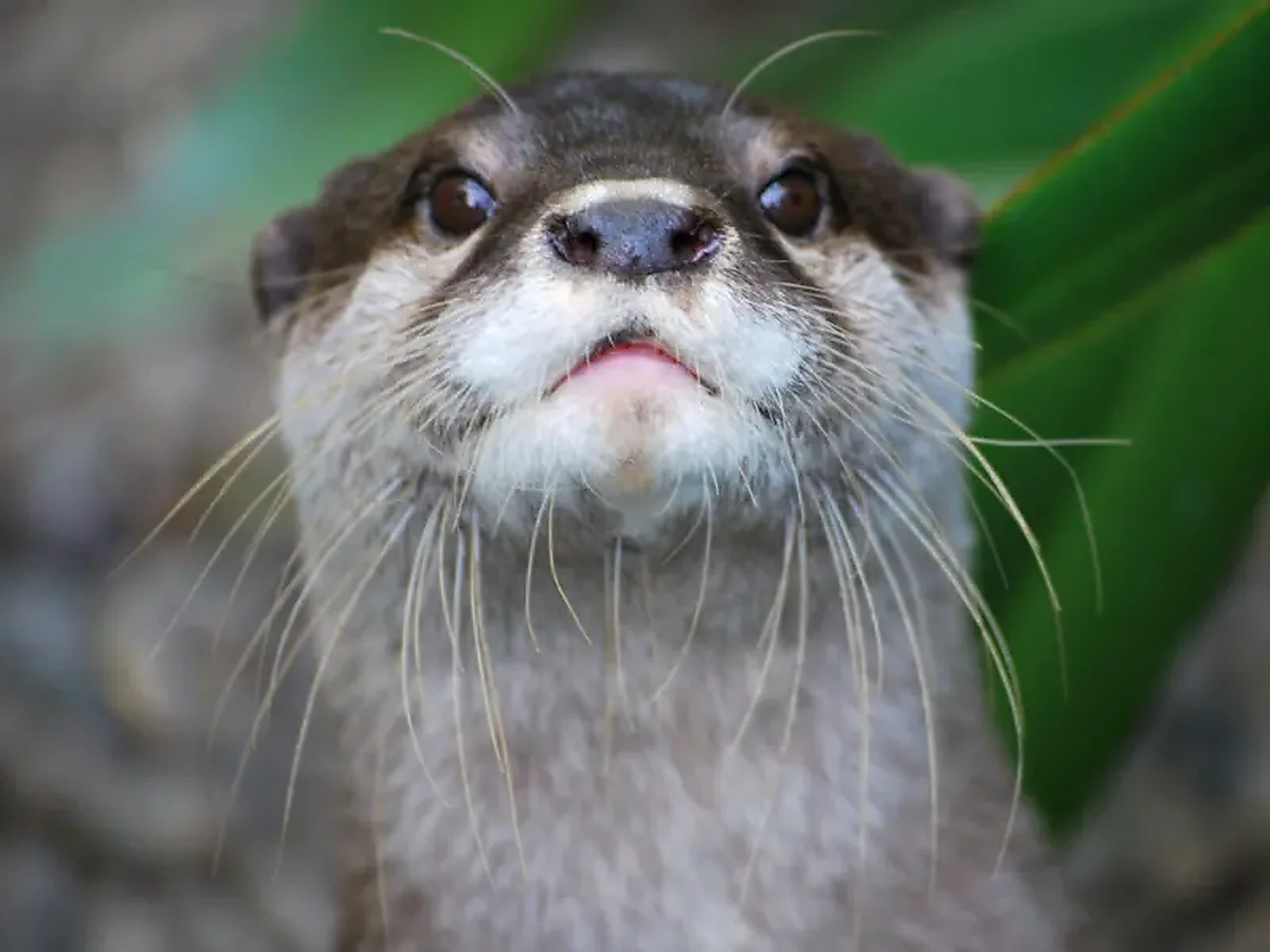 Christchurch wildlife otters