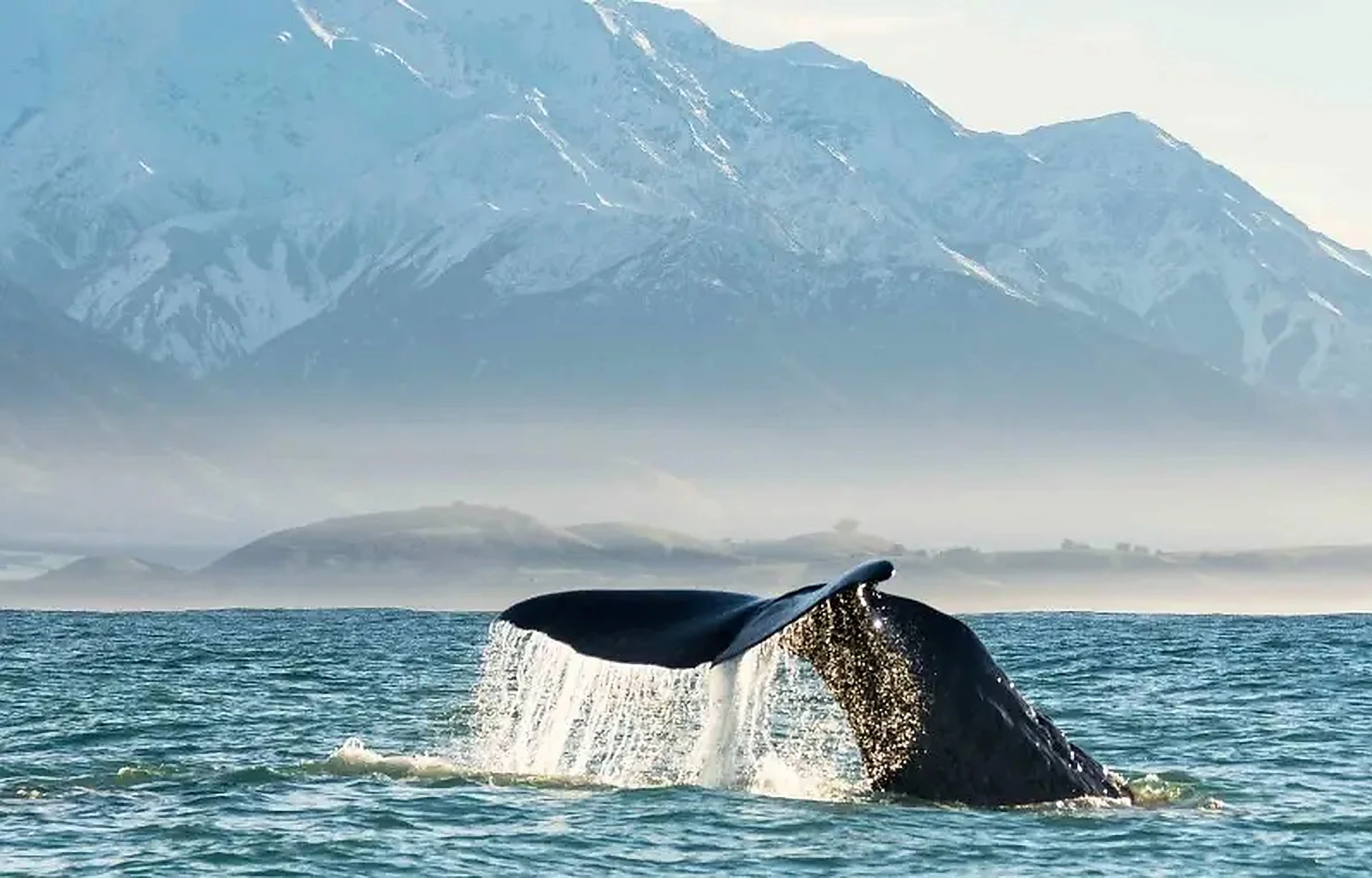 Whale watching Hauraki Gulf
