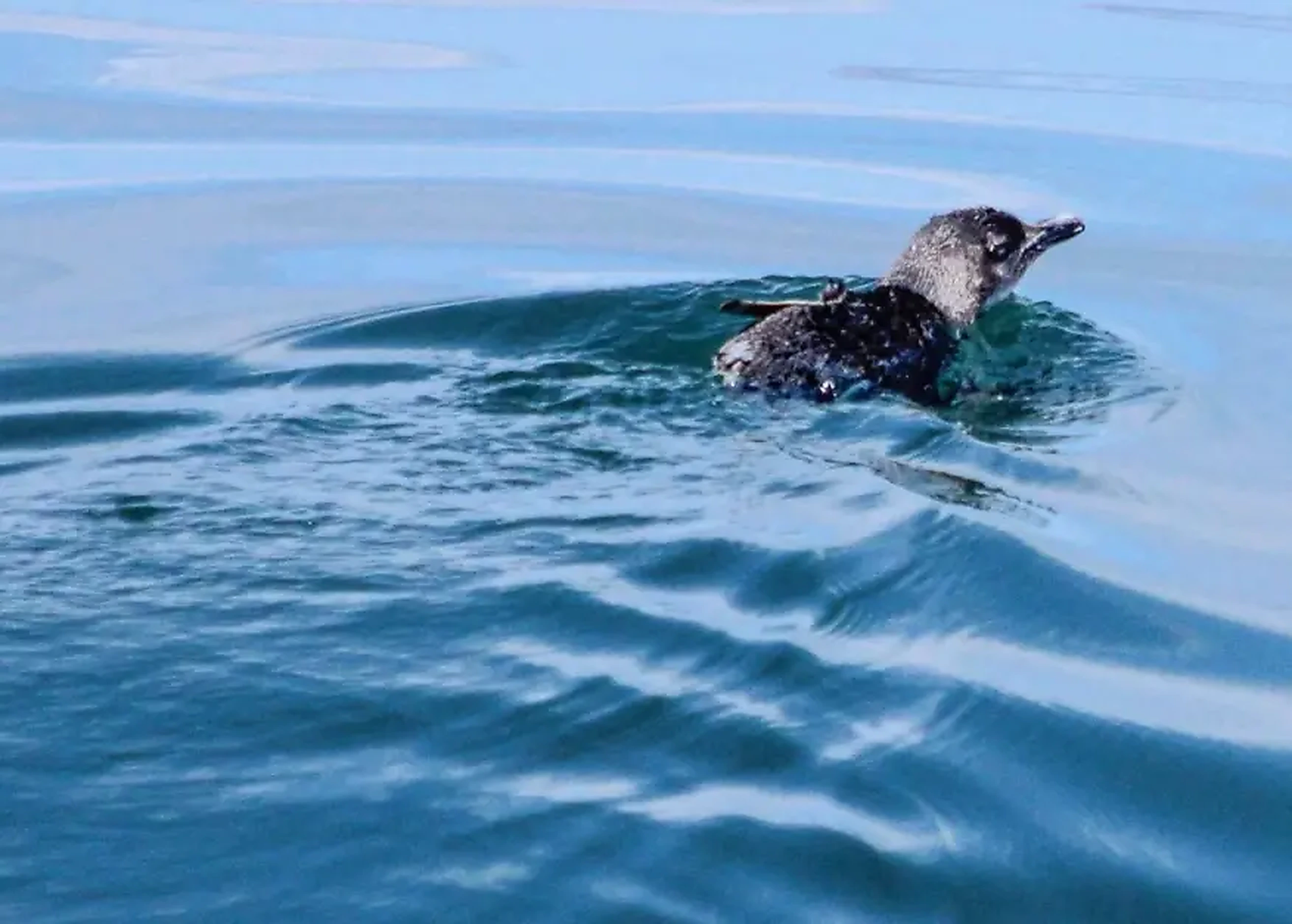 Marine wildlife Hauraki