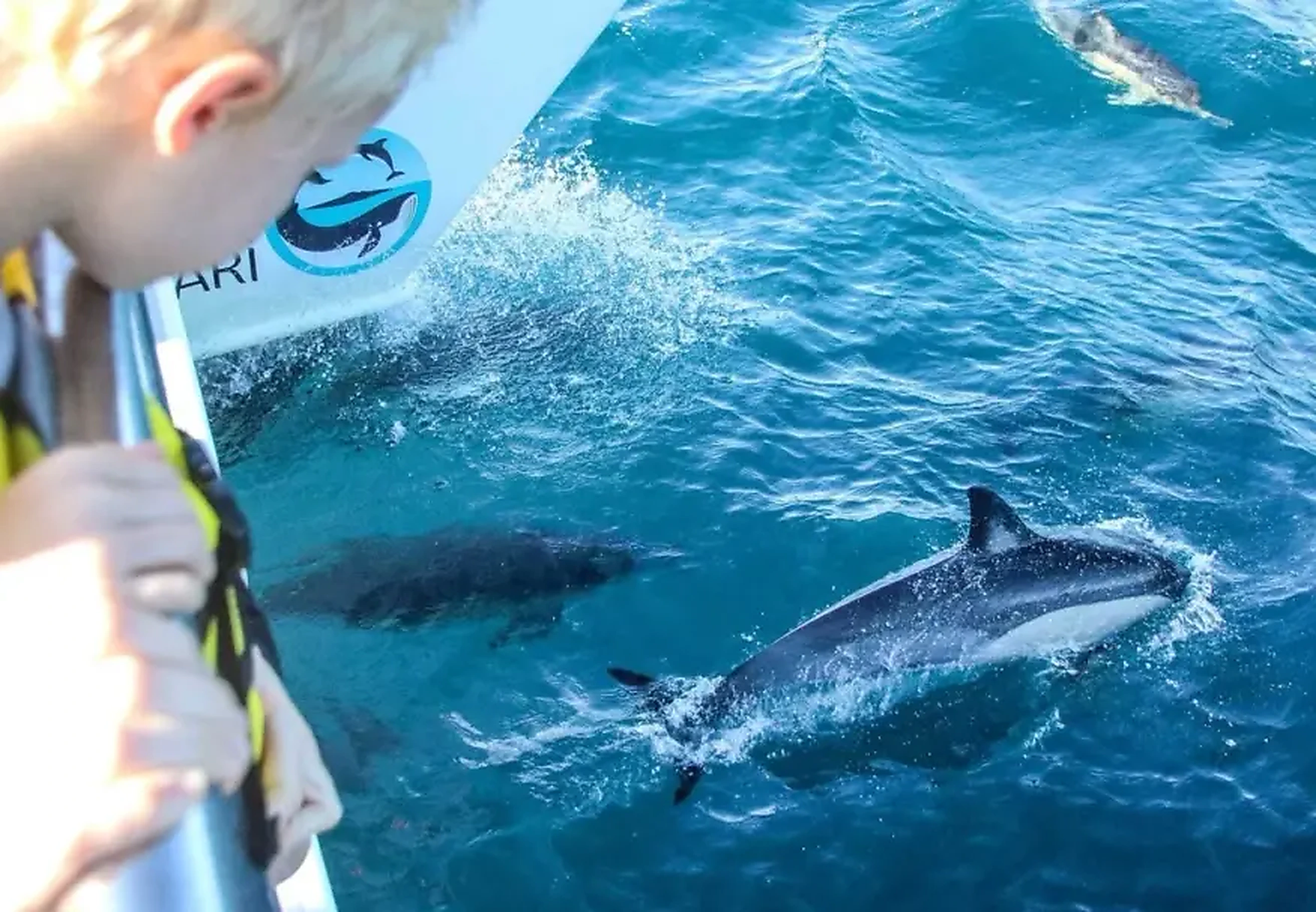 Whale watching cruise